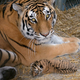 Illustration for article titled ZOMG THERE ARE BABY AMUR TIGERS AND LEOPARDS!!!